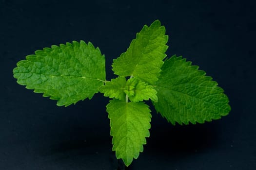 Zitronenmelisse  Melissa  officinalis  Melisse