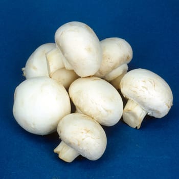 zuchtchampignons