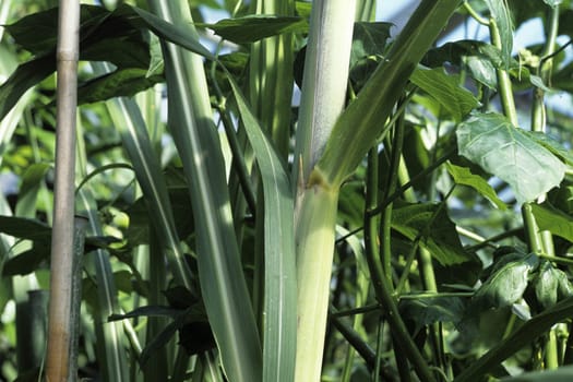 Zuckerrohr, Saccharum officinarum, Suessgras, Exotische Frucht, Heilpflanzen