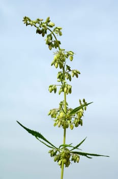 Hanfbluete, maennlich, hanf, cannabis, indica, sativa