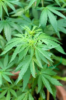 hanf, cannabis, sativa, Hanfblaetter