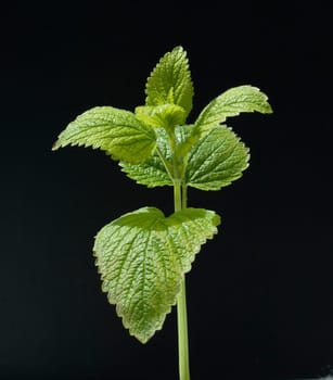 Zitronenmelisse  Melissa, officinalis