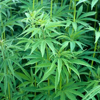 hanf, cannabis, indica