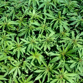 hanfpflanze  cannabis, Hanf