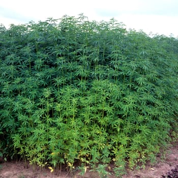 hanfpflanze  cannabis, Hanf