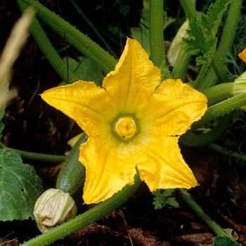 Zucchini  Bluete, Curcurbita pepo