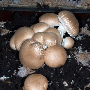 Zuchtchampignon  Champignon  Agaricus