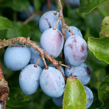 Pflaumen, Prunus, domestica