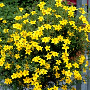 Zweizahn, Bidens ferulifolia