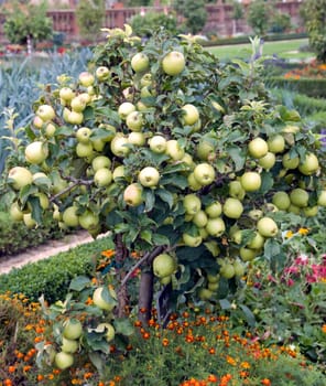 Zwergapfelbaum, Zuccalmaglio