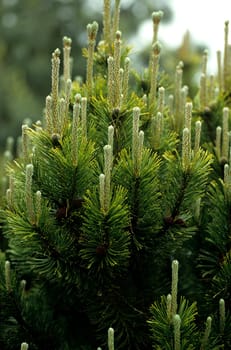 Zwergbergkiefer, Carstens Wintergold
