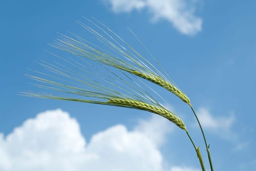 Zweireihige, Gerste  Hordeum  vulgare  Barley