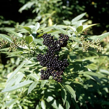 Zwergholunder  Sambucus ebulus
