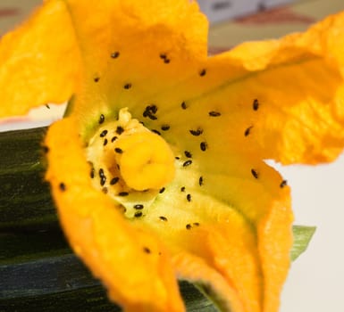 Zucchini, Curcurbita, pepo, Kuerbis, Zucchetti