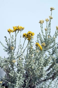 Zwergcurrystrauch  Currykraut  Helichrysum italicum