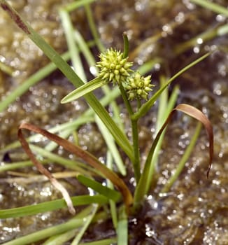 Zwergigelkolben  Sparganium natans