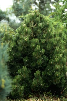 Zwergschlangenhautkiefer, Pinus leucodemis, Compact Gem