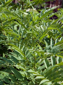 Zwergholunder  Sambucus ebulus