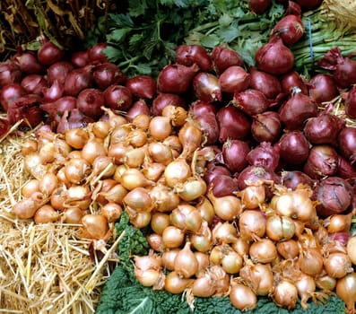 Speisezwiebel
