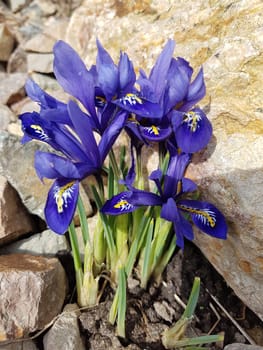 Zwergiris, Iris, reticulata