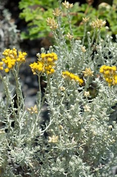 Zwergcurrystrauch  Currykraut  Helichrysum italicum