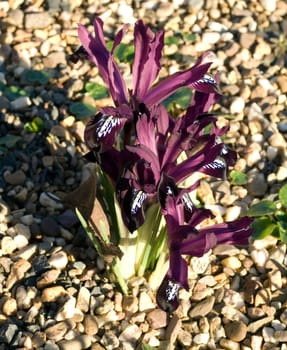 Zwergiris  Iris reticulata