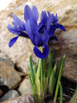 Zwergiris, Iris, reticulata