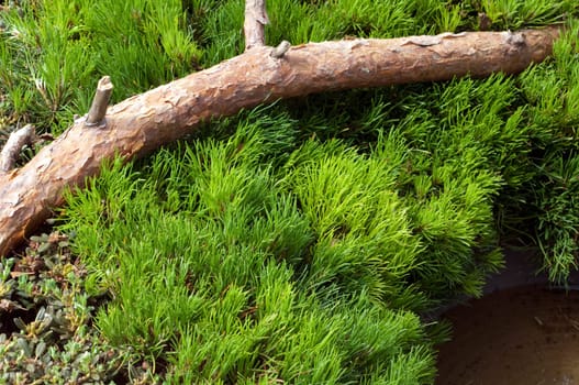 Zwerg-Kiefer, Pinus mugo, Grabbepflanzung