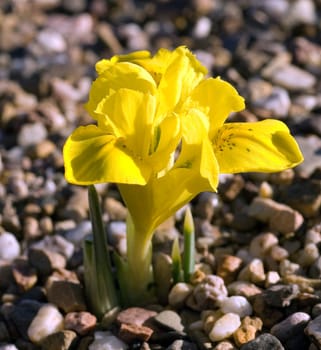 Zwergiris  Gelbe Iris  Iris danfordiae