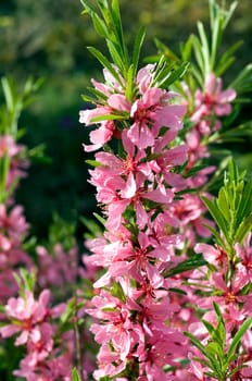 Zwergmandel  Prunus