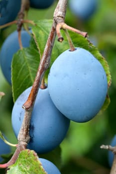 Pflaumen, Prunus, domestica