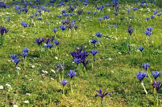 Zwergiris  Iris reticulata