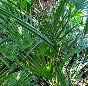 Zwergpalme, Saegepalme, Serenoa repens, Sabal serrulata