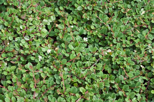 Zwergmispel, Cotoneaster, dammeri, Frieders Evergreen