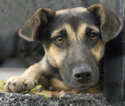 Strassenhund, Betteln