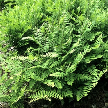 Zwergkoenigsfarn, Koenigsfarn, Osmunda regalis, Gracilis
