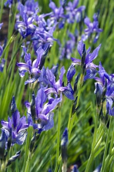 Zwergiris  Iris ruthenica
