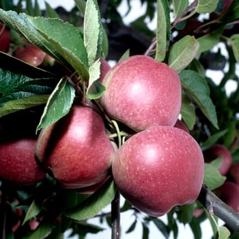 starking  Double Red Starking  Apfel