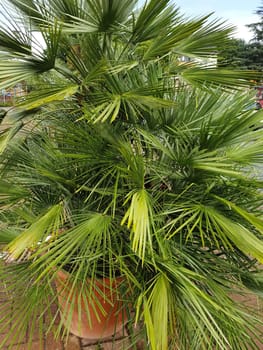Zwergpalme, Saegepalme, Sabal, serrulata