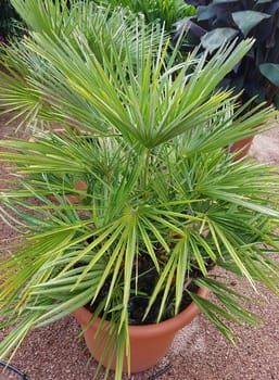 Zwergpalme, Saegepalme, Sabal, serrulata