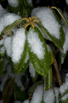 vereiste Aeste, Rhododendron