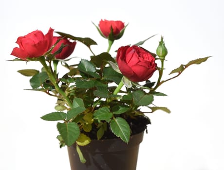 Rote Zwergrose in einem Topf. Red miniature rose in a pot.