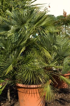Zwergpalme, Chamaerops humilis