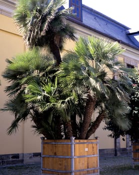 Zwergpalme, Chamaerops humilis.