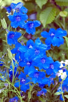 Rittersporn  Blauer  Zwerg  Delphinium