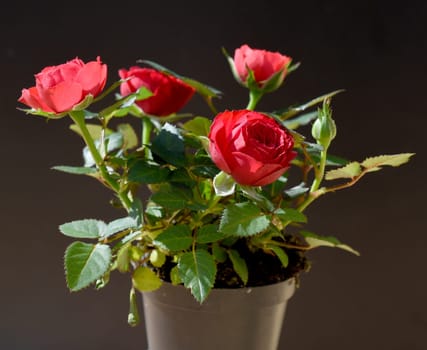 Rote Zwergrose in einem Topf. Red miniature rose in a pot.