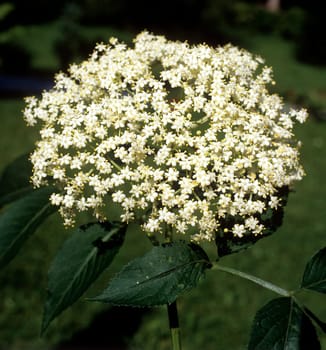 Zwergholunder  Sambucus ebulus