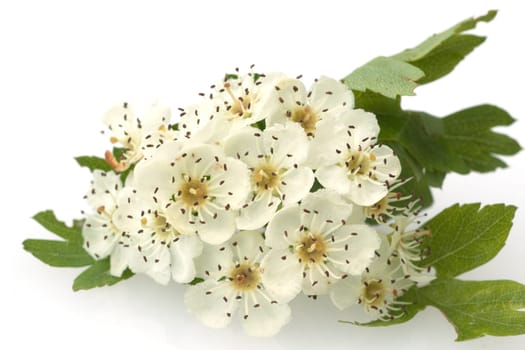 Weissdornblueten  Crataegus Laevigata