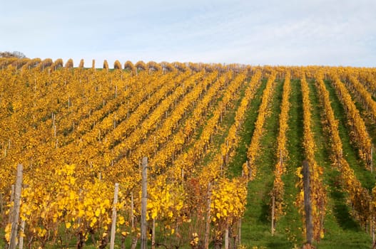 Weinberg, Wiesbaden, Frauenstein