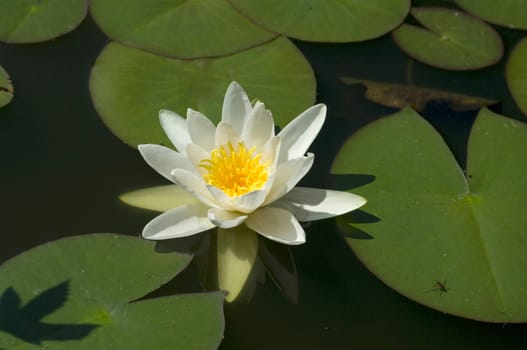 Weisse Seerose  Nymphaea alba